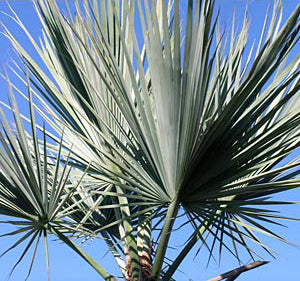 BRAHEA SP. SUPER SILVER