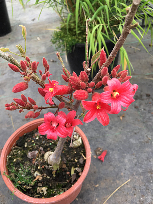 BRACHYCHITON BIDWILLII