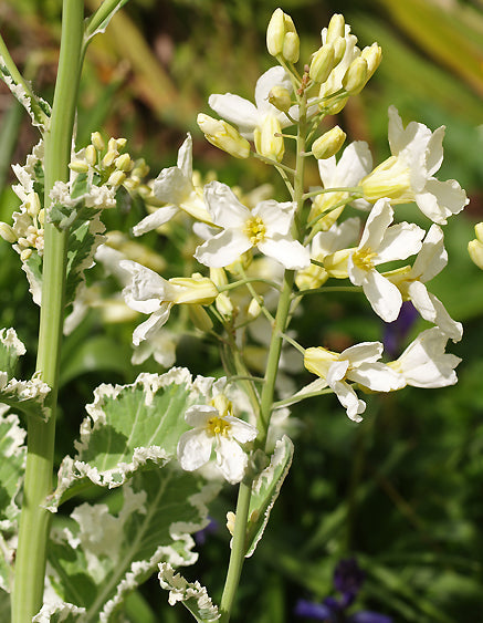 BRASSICA OLERACEA var.ACEPHALA 'CRÈME CHANTILLY'