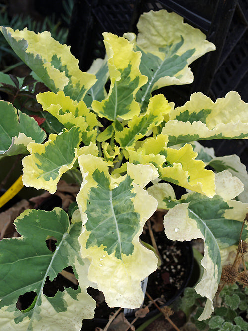 BRASSICA OLERACEA var.RAMOSA 'COTSWOLD CREAM'
