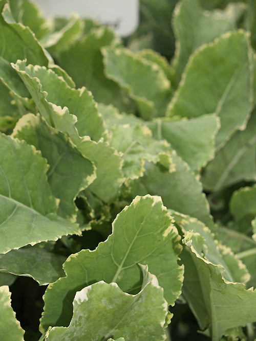 BRASSICA OLERACEA var.RAMOSA 'D'AUBENTON PANACHÉ'