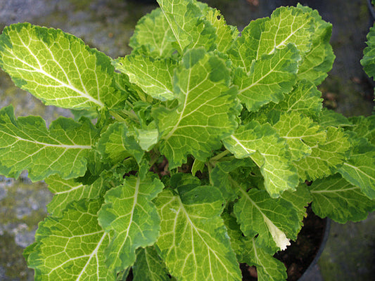 BRASSICA OLERACEA var.RAMOSA 'LUIGI LEOPOLD'