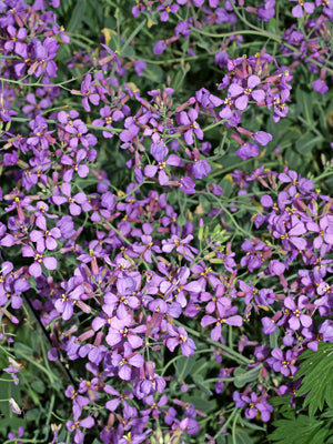 MORICANDIA MORICANDIOIDES B&F MA-19