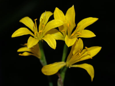 BRAXIREON HUMILE SF 260