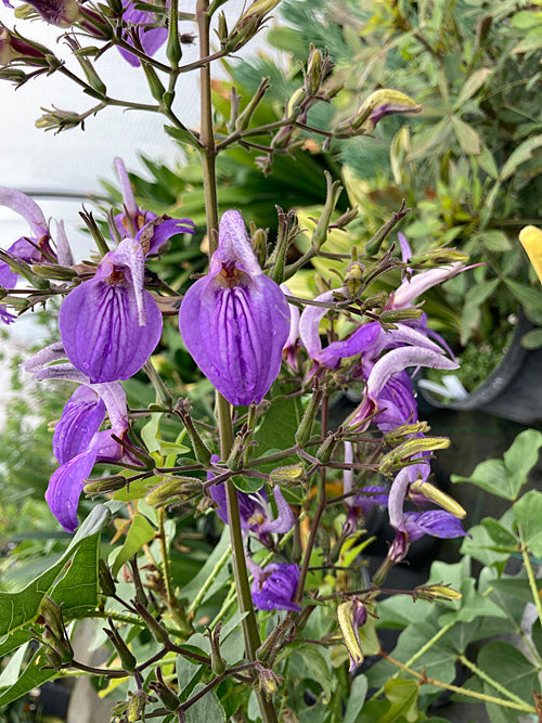 BRILLANTAISIA OWARIENSIS