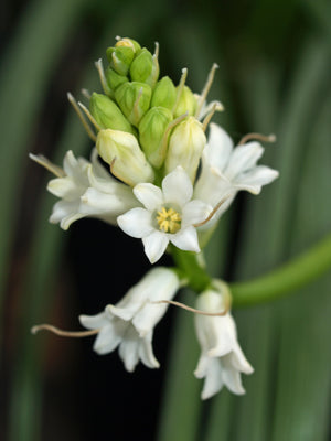 BRIMEURA AMETHYSTINA 'ALBA'