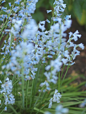 BRIMEURA AMETHYSTINA