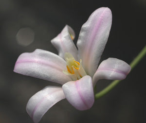 BRODIAEA CALIFORNICA NNS 00-109