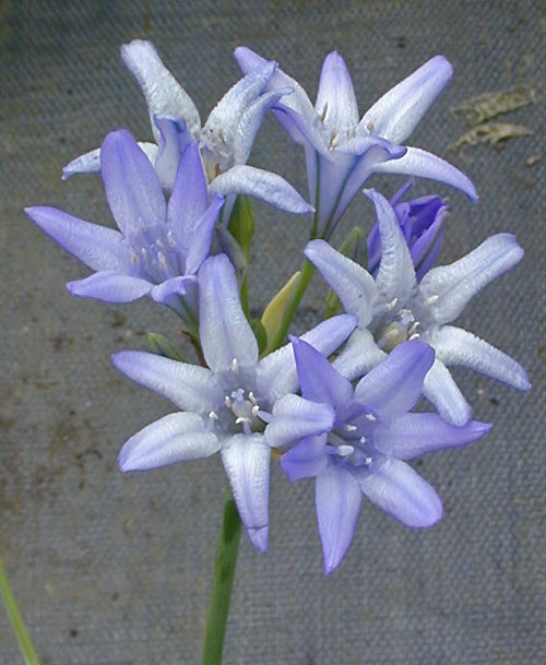 BRODIAEA ELEGANS