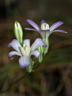BRODIAEA PALLIDA
