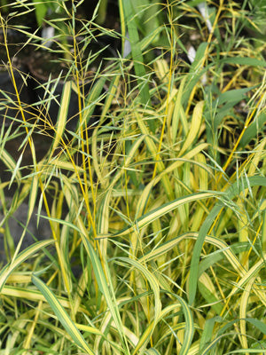BROMUS INERMIS 'SKINNER'S GOLD'