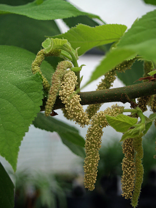 BROUSSONETIA PAPYRIFERA