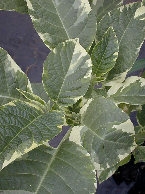 BRUGMANSIA x CANDIDA 'SUNSET'