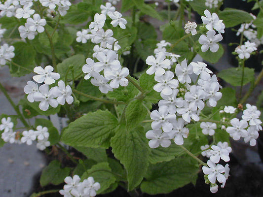 BRUNNERA MACROPHYLLA 'BETTY BOWRING'