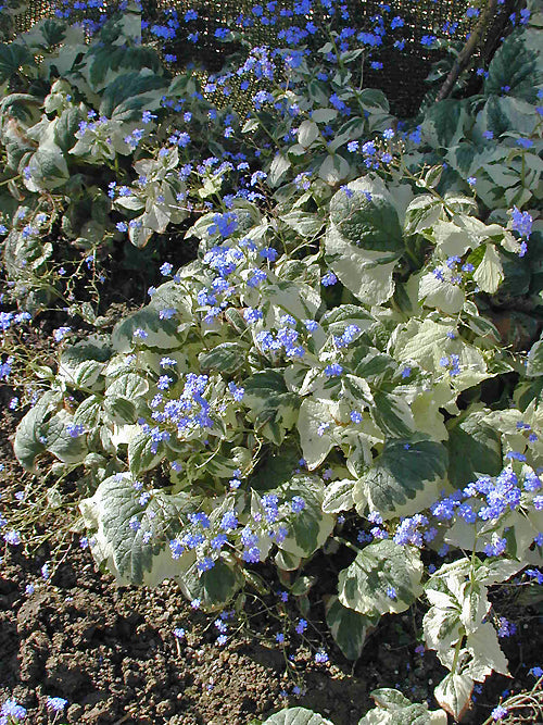 BRUNNERA MACROPHYLLA 'DAWSON'S WHITE'