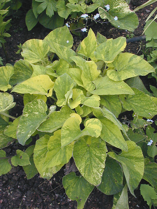 BRUNNERA MACROPHYLLA 'GORDANO GOLD'