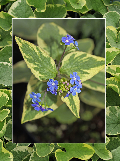 BRUNNERA MACROPHYLLA 'HADSPEN CREAM'