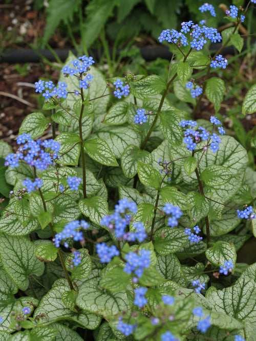 BRUNNERA MACROPHYLLA 'JACK FROST'