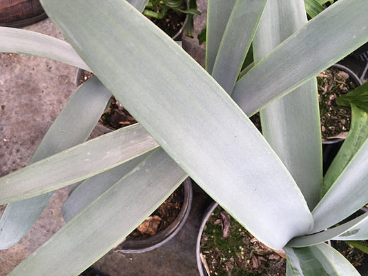 BRUNSVIGIA JOSEPHINAE Lav 30394