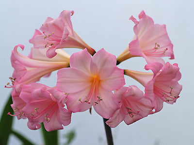 x AMARYGIA BIDWILLII 'ROSEA'