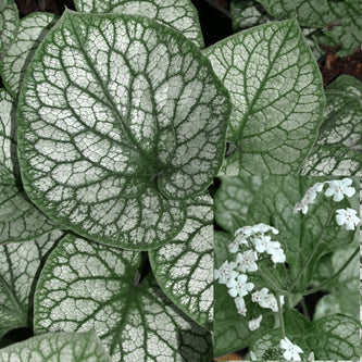 BRUNNERA MACROPHYLLA 'MR.MORSE'