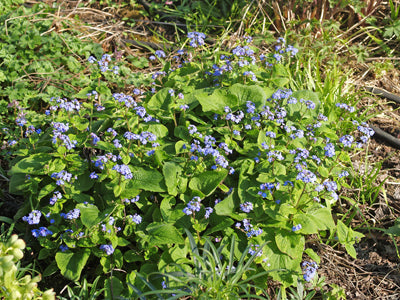 BRUNNERA MACROPHYLLA reversion from 'Betty Bowring'
