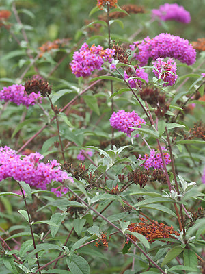 BUDDLEJA DAVIDII 'BORDER BEAUTY'