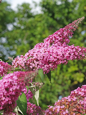 BUDDLEJA 'PINK DELIGHT'