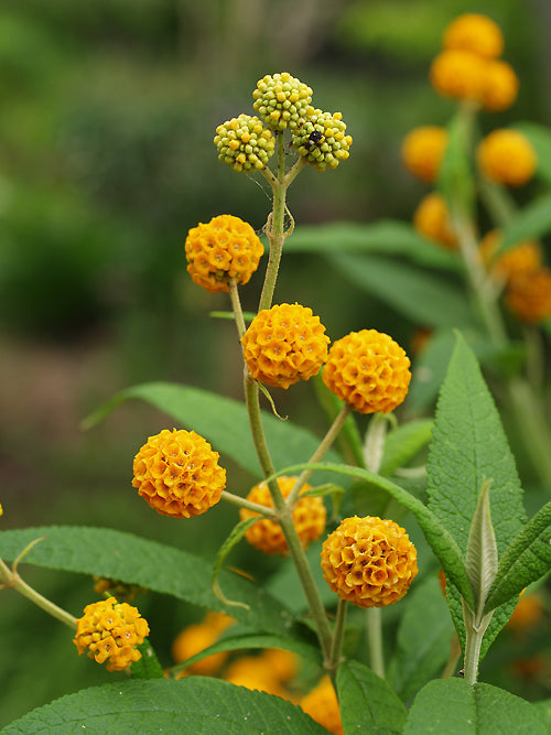 BUDDLEJA GLOBOSA RCB RA-C-11