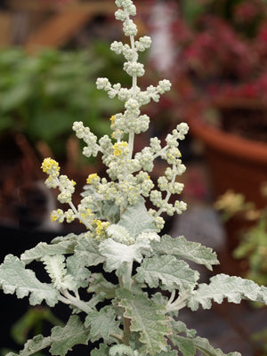 BUDDLEJA GLOMERATA