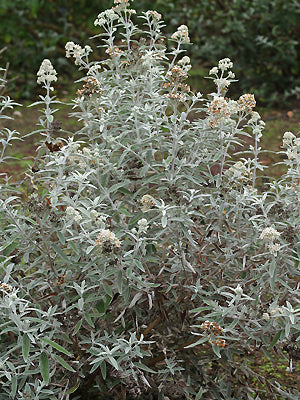 BUDDLEJA 'MORNING MIST'