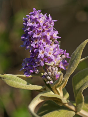 BUDDLEJA MYRIANTHA f.FRAGRANS