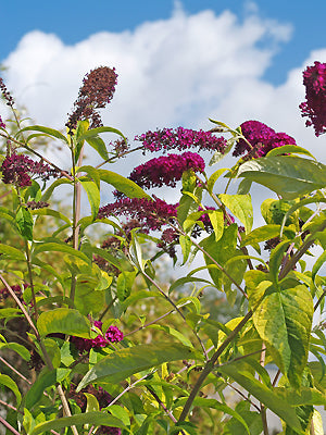 BUDDLEJA DAVIDII 'SANTANA'