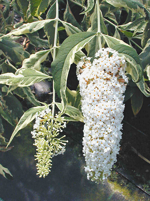 BUDDLEJA DAVIDII 'WHITE HARLEQUIN'