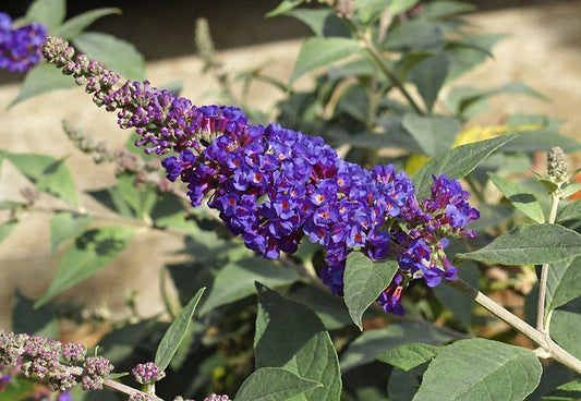 BUDDLEJA 'BLUE CHIP'
