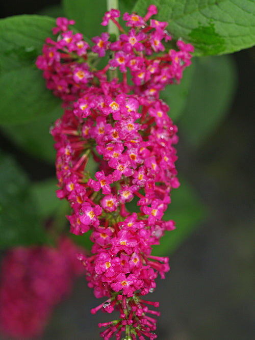 BUDDLEJA 'MISS RUBY'