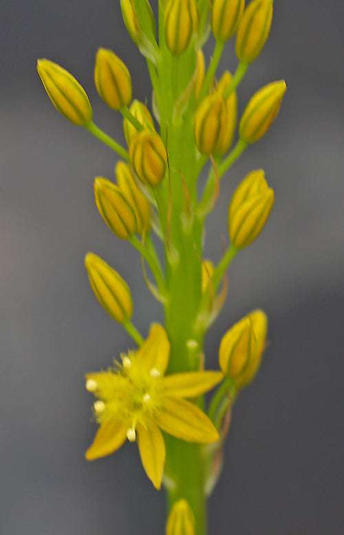 BULBINE ALOOIDES