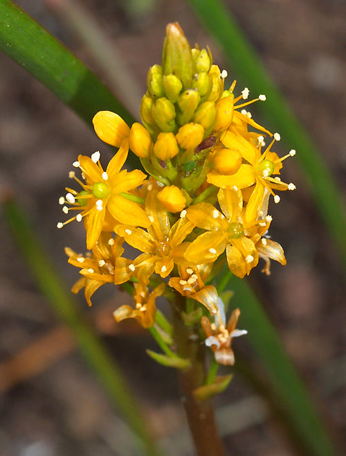 BULBINELLA ANGUSTIFOLIA