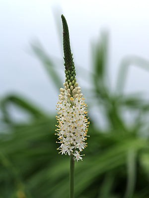 BULBINELLA CAUDA-FELIS