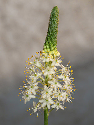 BULBINELLA EBURNIFOLIA