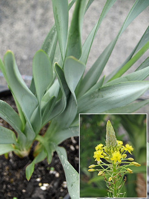 BULBINE NARCISSIFOLIA MCB 2979