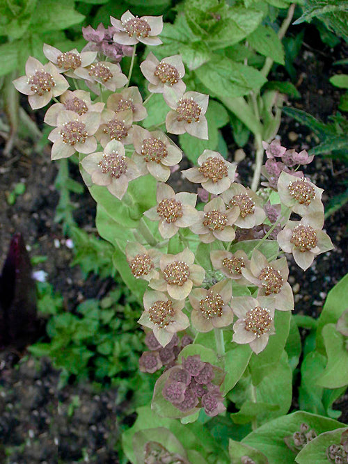 BUPLEURUM ROTUNDIFOLIUM 'COPPER'