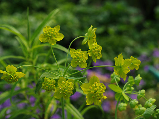 BUPLEURUM LONGIFOLIUM subsp.AUREUM