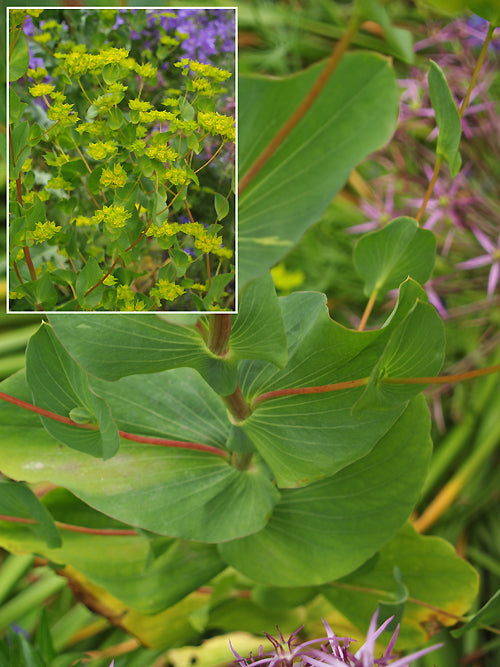 BUPLEURUM ROTUNDIFOLIUM