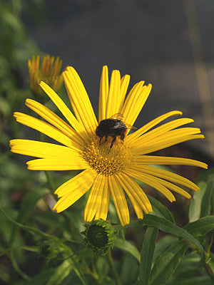 BUPHTHALMUM SALICIFOLIUM 'DORA'