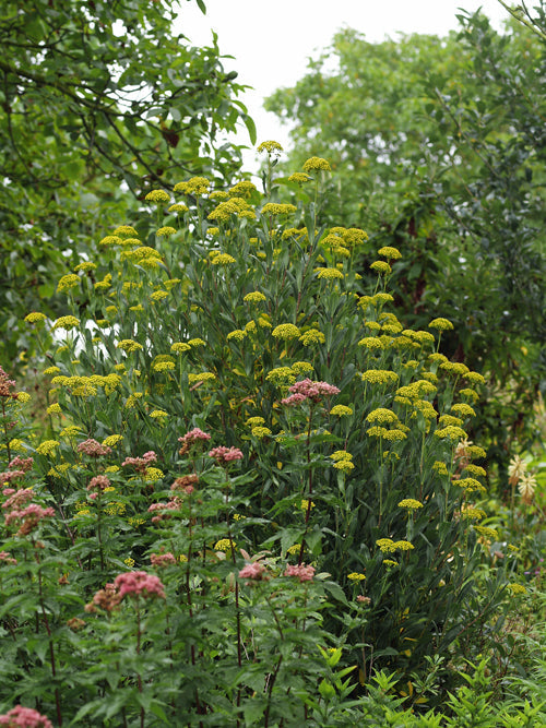 BUPLEURUM FRUTICOSUM