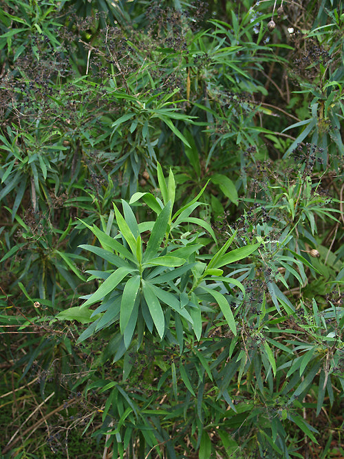 BUPLEURUM SALICIFOLIUM JCA.245.180