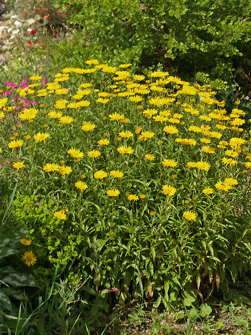 BUPHTHALMUM SALICIFOLIUM