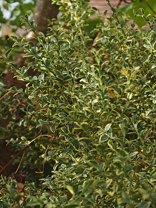 BUXUS SEMPERVIRENS 'ELEGANTISSIMA'