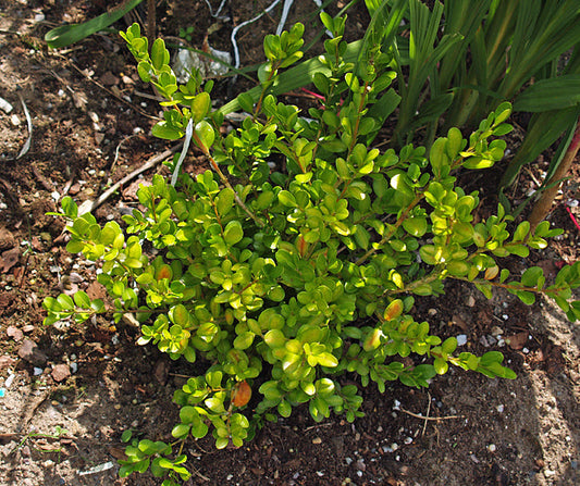 BUXUS MICROPHYLLA 'FAULKNER'